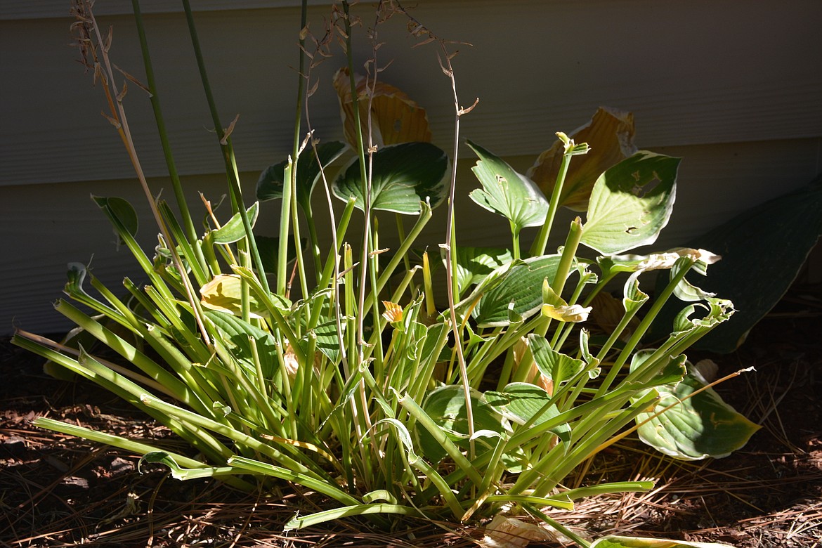 &#151;Photo courtesy DON BARTLING
The remains of the Hasta plants eaten by the four fawns.