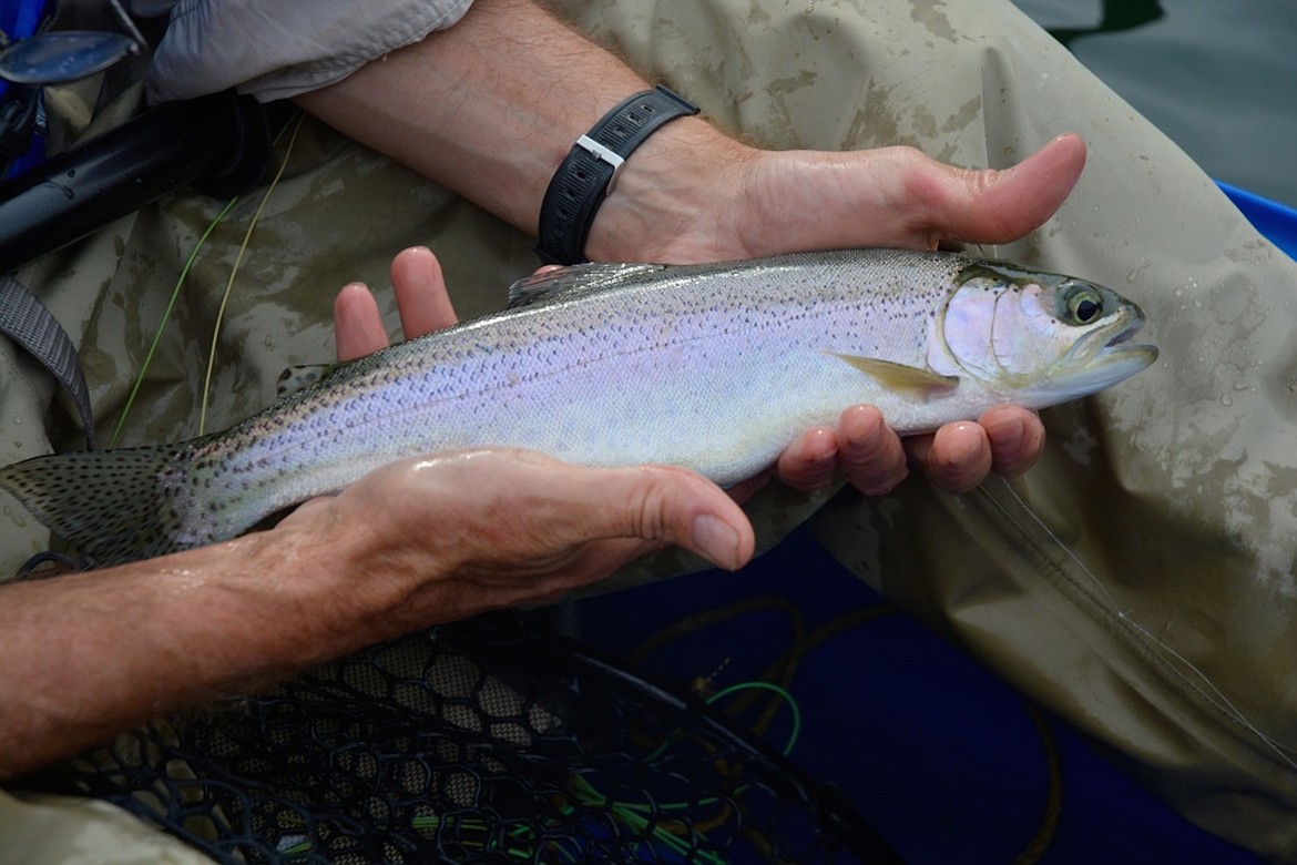 &#151;Photo courtesy IDAHO DEPARTMENT OF FISH AND GAME
Most of the trout caught on the Kootenai River are on the 10 to 14-inch range, but fish measuring in the mid- and upper-teens are common, and occasionally fish exceed 20 inches. That&#146;s a big improvement from the past when a catch rates were low and the fish fairly small compared to other rivers in the area.