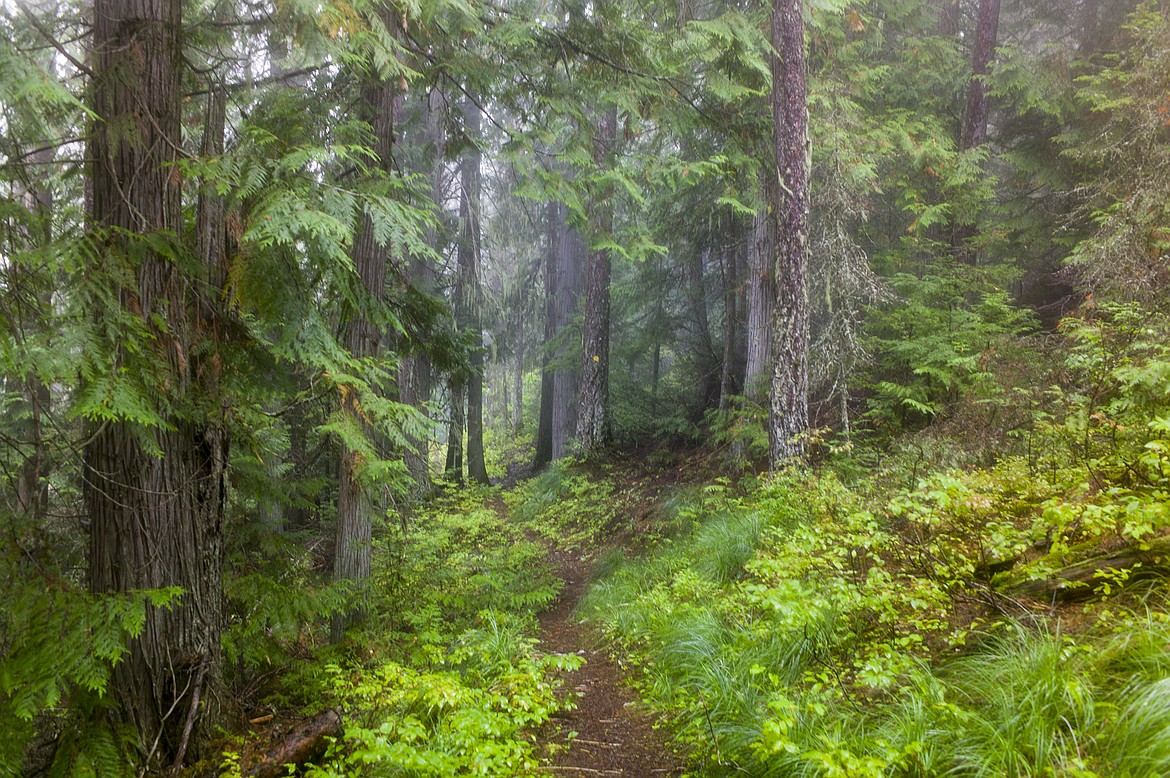 Mist sgrouds the cedar and hemlock forests along Snyder Ridge.