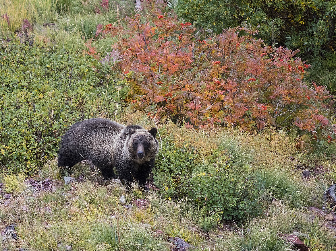 A grizzly bear pauses while feeding below Triple Divide Pass.