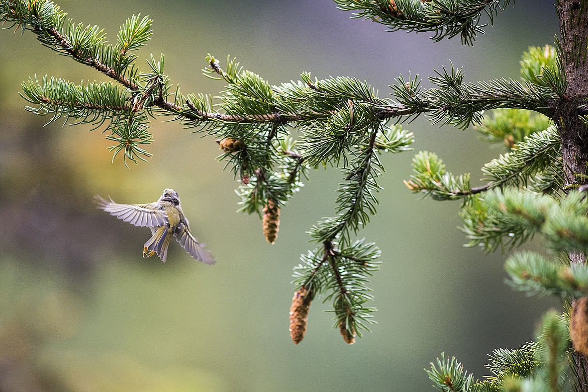 A golden-crowned kinglet hovers as it eats insects off a tree near Sperry Chalet.