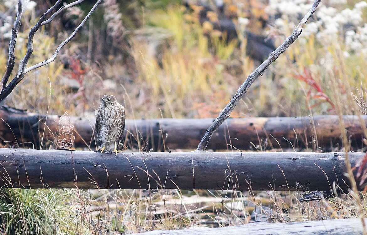 A Cooper&#146;s Hawk hunts a burnb along the route.