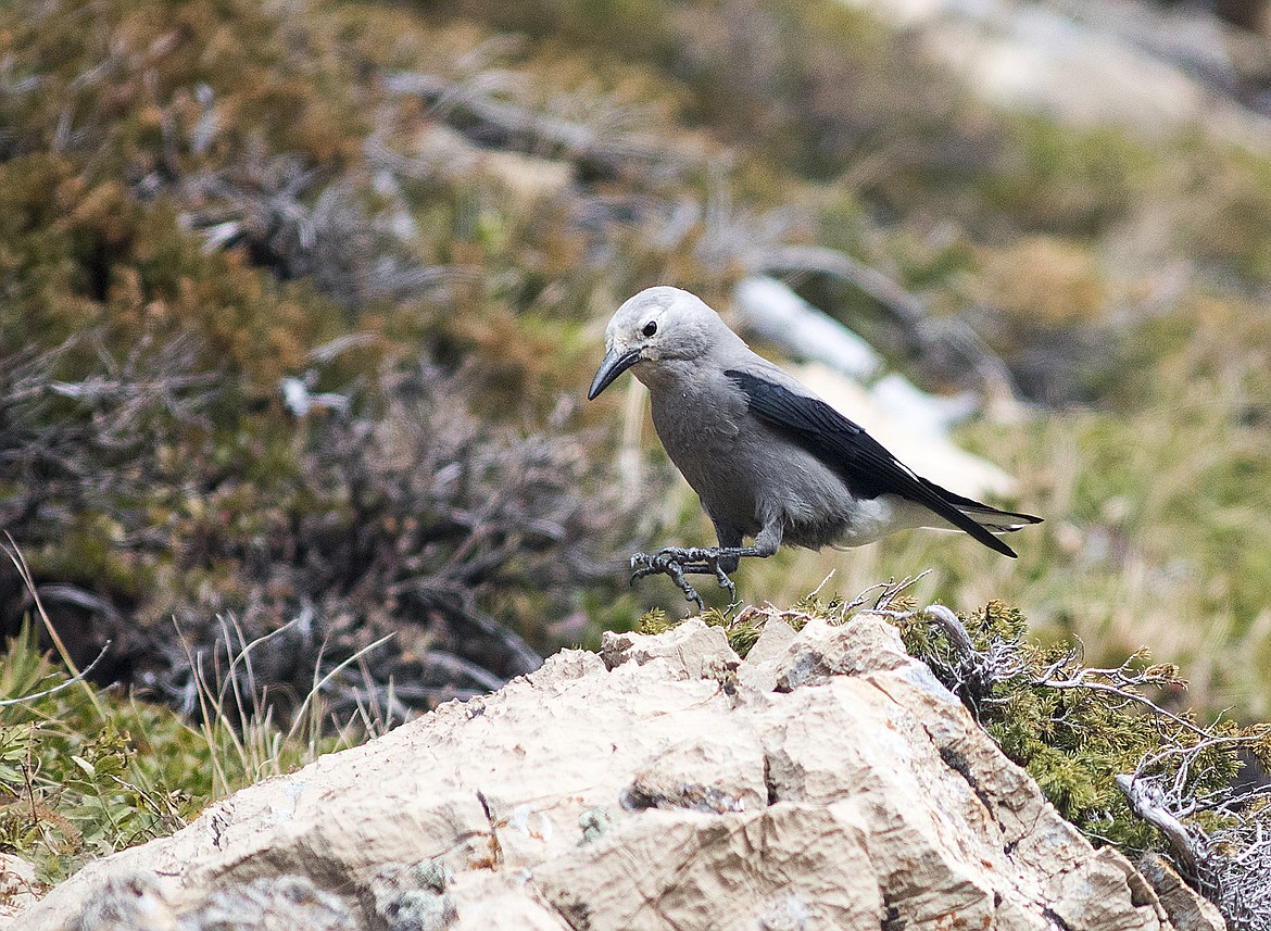 A Clark&#146;s nutcracker buries whitebark pine nuts along the Rocky Mountain Front below Scenic Point. Once common, the birds are increasingly rare in Glacier, as whitebark pine stands have been decimated by blister rust, a fungal infection imported from Asia.