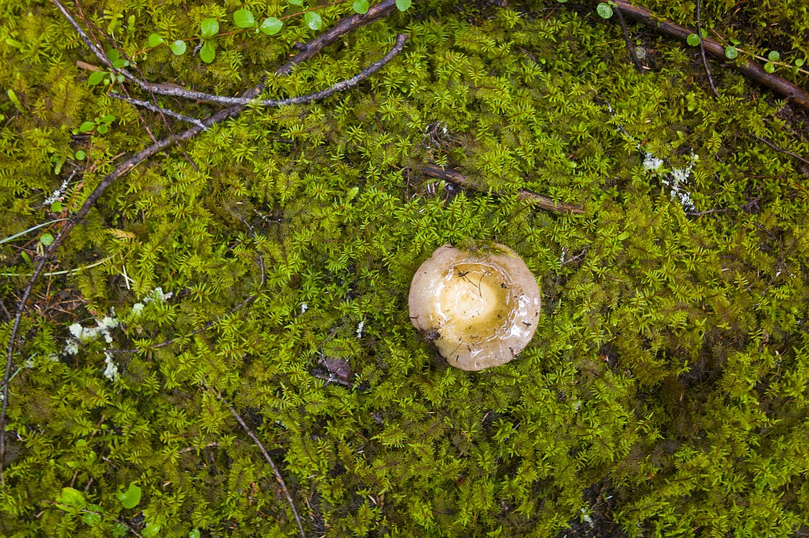 The journey started in a land of moss and mushrooms.