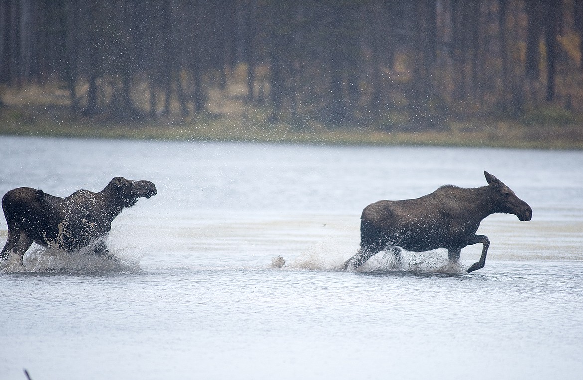 A cow chases off another cow that got too close.