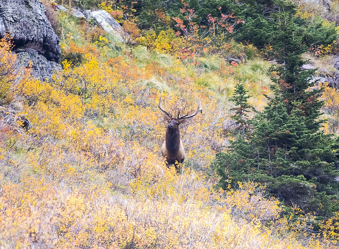 A bull elk surveys the Two Medicine Valley.