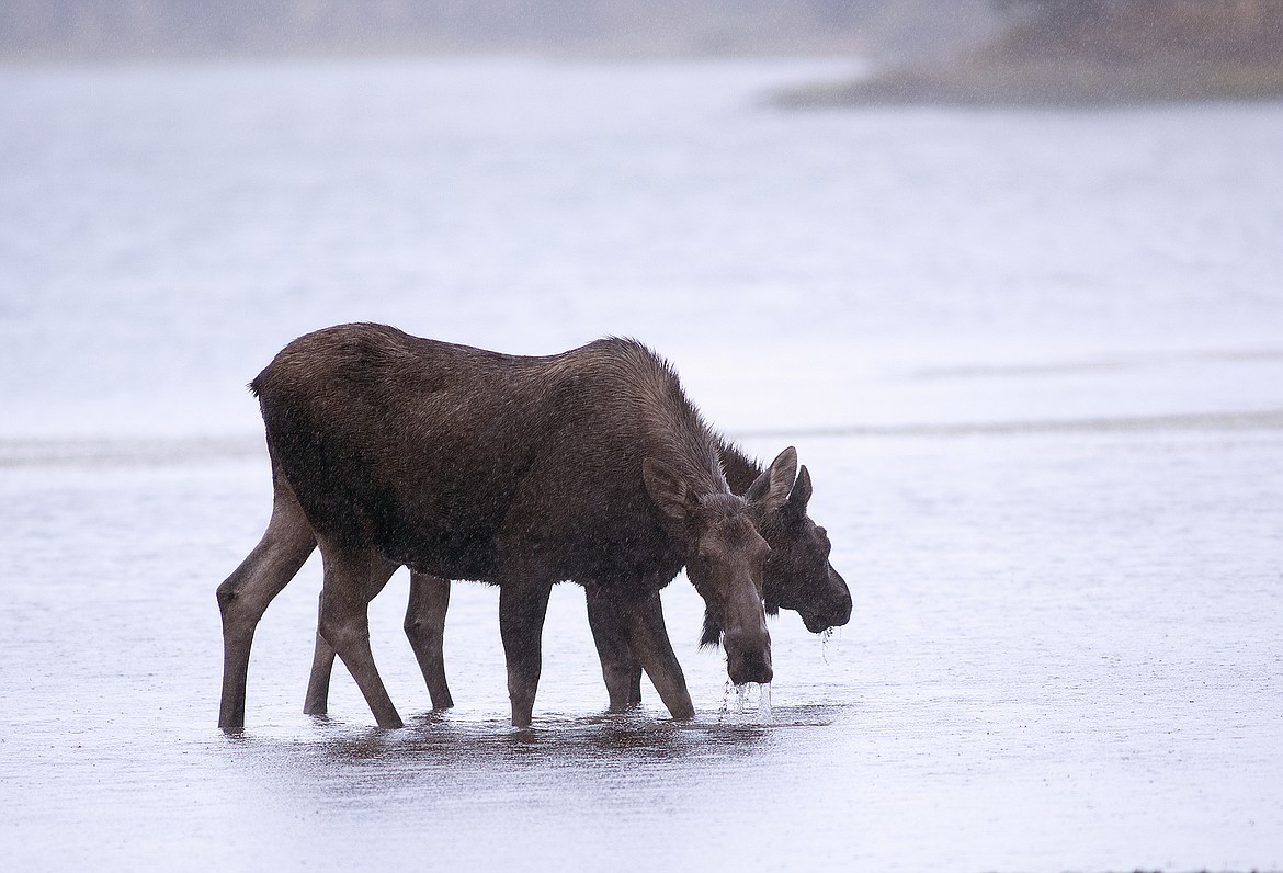 A cow and calf moose feed in the pouring rain.