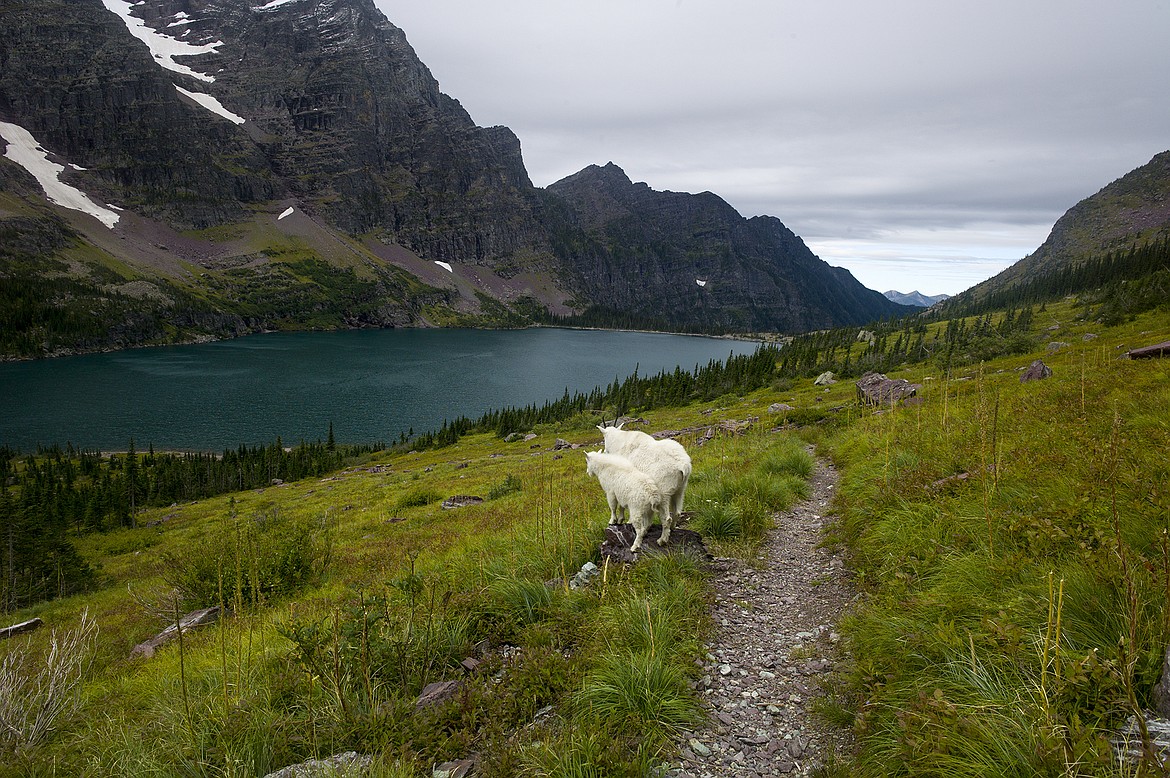 A nanny mountain goat and kid look over Lake Ellen Wilson.