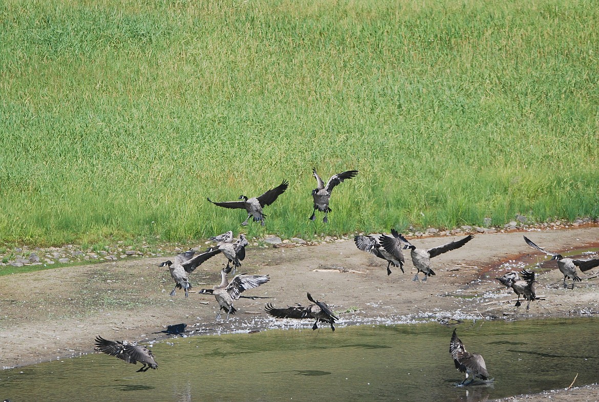 &#151;Photo by DON BARTLING
Find your own spot!  Canada geese landing at the refuge.