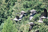 Did you realize that geese don't divorce?