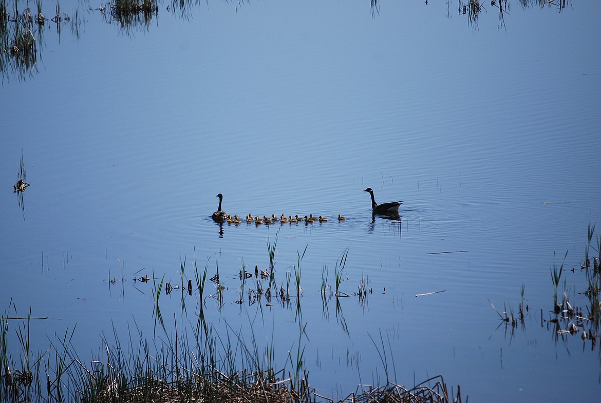 &#151;Photo by DON BARTLING
With mother goose in the lead and father guarding the rear the parents take their 18 goslings for an organized swim.