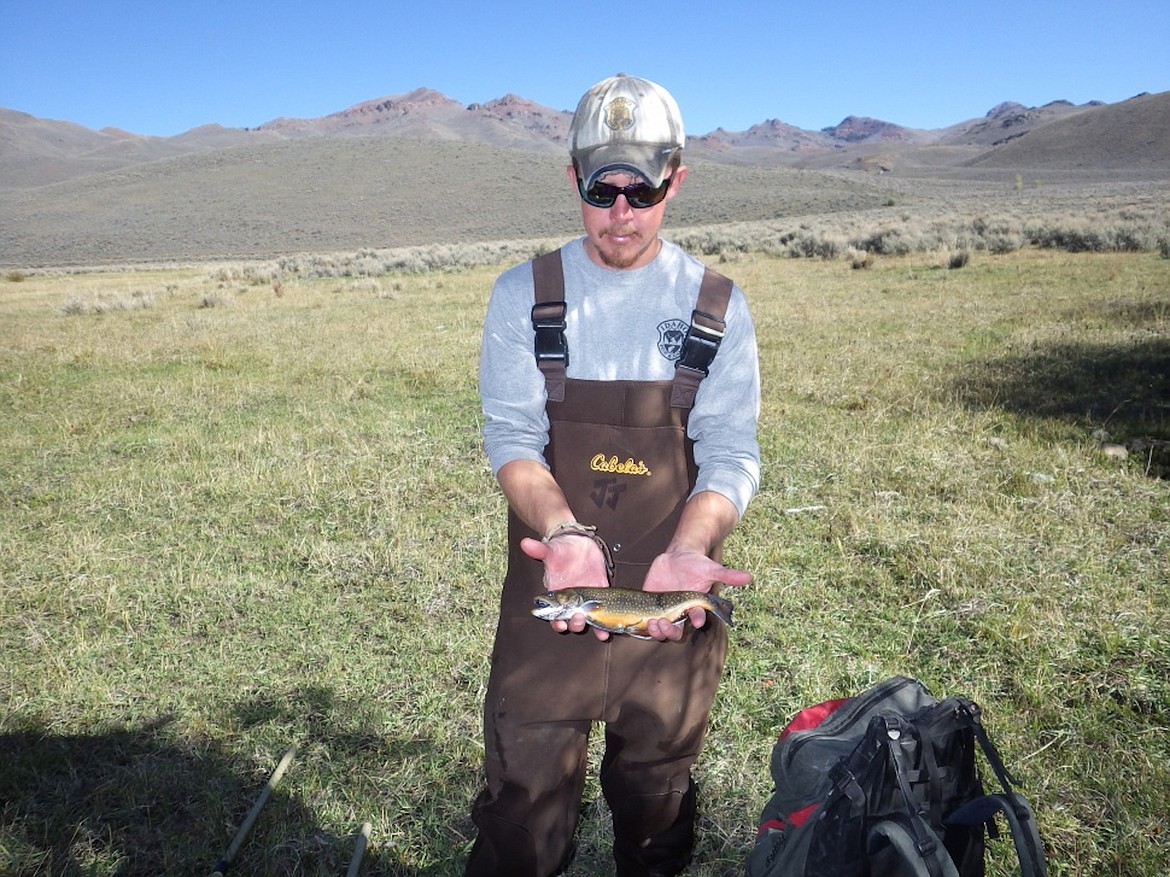 &#151;Photo courtesy IDAHO DEPARTMENT OF FISH AND GAME
Stocking trials of YY Brook Trout in four Idaho streams began in 2014, and the first results are encouraging.  A marked YY Male was observed actively spawning in October with a wild female, and testing done on wild fry in study streams in 2015 conclusively showed that some YY males successfully spawned. Of equal note, all progeny of stocked YY fish found were XY males, exactly as predicted and as investigators hoped.