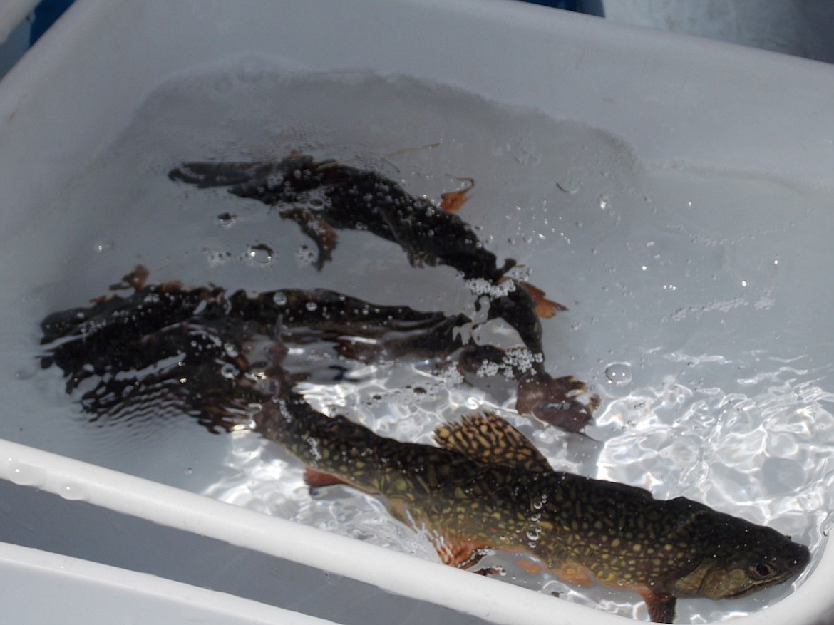 &#151;Photo courtesy IDAHO DEPARTMENT OF FISH AND GAME
Brook trout were selected for the first YY project because they are short lived and quick to sexually mature, which enables researchers to rapidly produce the hatchery broodstock and test the technique in a natural environment. Brook trout are also good candidates because they are nonnative, frequently overpopulate, and stunt in both lakes and streams, which means fish are too small to be of interest for most anglers.