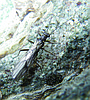 Feds look to list rare Glacier Park stonefly