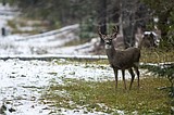 Whitetail numbers looking good for hunting opener