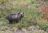 Family tree study finds one male griz had 101 descendants