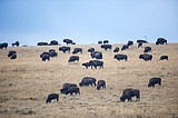 Blackfeet look to release buffalo in Badger Two Medicine region