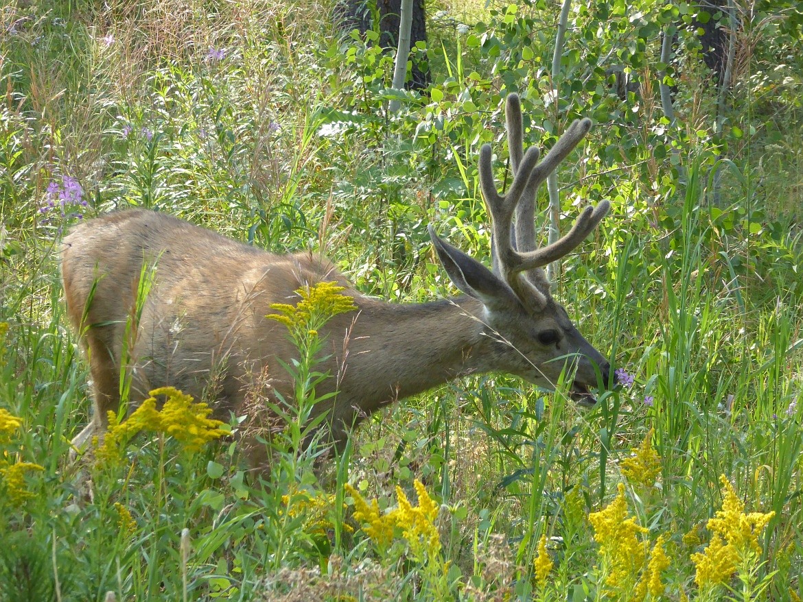 ROGER PHILLIPS/Idaho Department of Fish and Game
Deer season is off to a promising start and harvest is expected to exceed the 10-year average.