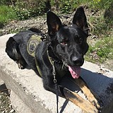 K-9 deputy helps find kidnapping, assault suspect in Lakeview