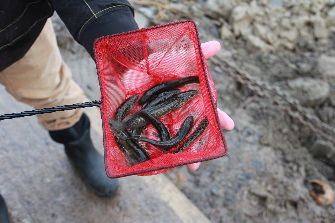 &#151;Photo by DAC COLLINS
Burbot specialist Nathan Jensen holds up a dip net full of juveniles. At this point, the fingerlings have spent approximately nine months in a holding tank at the Kootenai tribe&#146;s hatchery in Moyie Springs. It will take at least a few days for these fish to acclimate to the river, which is a vast, wide-open environment compared to the manmade ponds at the hatchery.