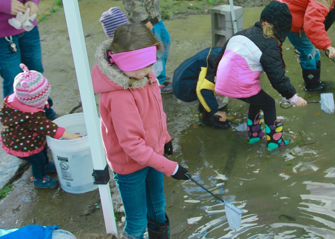 -Photo by DAC COLLINS
A group of children help the tribe release fish into the Kootenai river. After scooping the burbot out of a bucket with a dipnet, the kids dump them into the river and then herd the fish towards deeper water. Some of the fingerlings weren&#146;t quite fast enough and fell victim to the herders&#146; rubber boots.