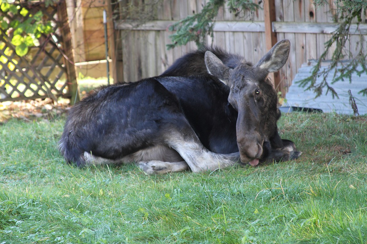 &#151;Photo by KEITH KINNAIRD
A moose with an injured hind leg takes a load off in a yard on Sandpoint&#146;s south side. The Idaho Department of Fish &amp; Game is keeping tabs on the injured ungulate.