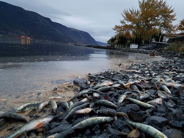 Courtesy photo
Perch and other species wash up on the lakeshore at Blue Lake. The fish are being eliminated to make the lake safe for trout.