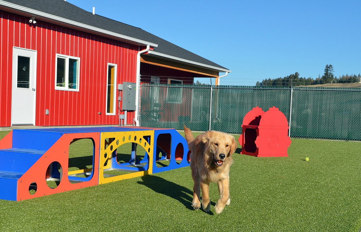 Heidi Desch / Whitefish Pilot
Golden retriever Glacier plays in the yard at Glacier K9 Resort and Spa south of Whitefish. The yard includes K9Grass, an artificial grass designed specifically for dogs.