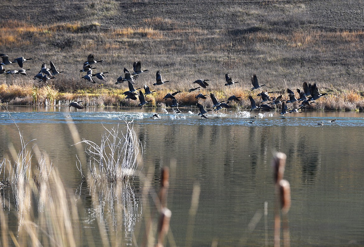 Geese and ducks takes off on an unnamed lake in West Valley on Thursday. (Aaric Bryan/Daily Inter Lake)