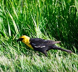 A blackbird that sounds like a rusty farm gate opening