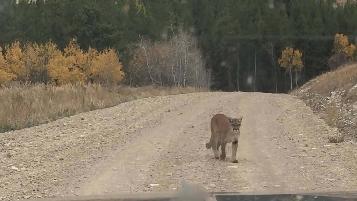 Photo courtesy of IDAHO DEPARTMENT OF FISH AND GAME 
This still image taken from a video shows a mountain lion approaching a truck as the person inside the vehicle, Idaho Fish and Game Conservatation Officer Rob Howe, records the video with his smartphone.