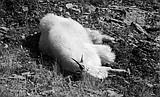 To sleep, perchance to dream