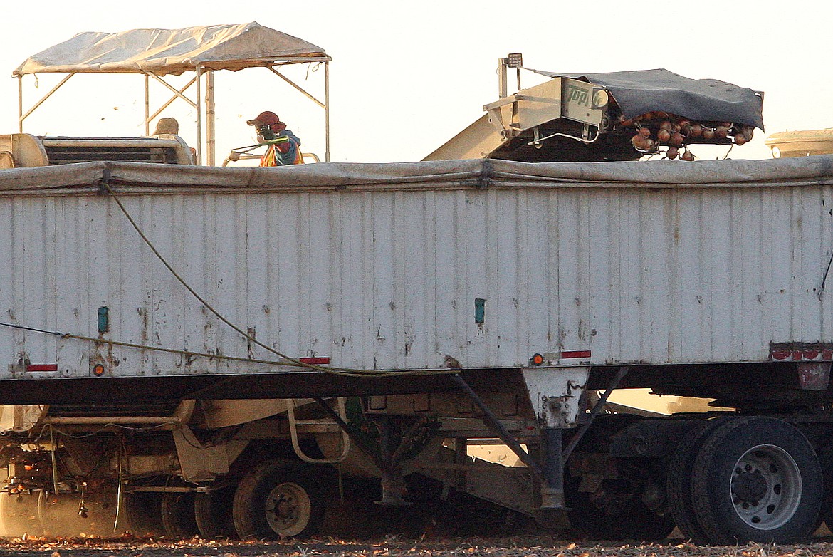 Rodney Harwood/Columbia Basin Herald
A crew at work harvesting onions just north of Othello.