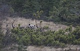Elk hunter mauled by sow grizzly near Choteau