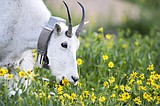 Glacier Logan Pass goat study wraps up