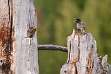 Snags: dead trees provide great habitat for wildlife