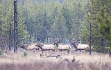 Deer season had strong harvest numbers
