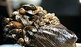 Mussel tests should be complete in the next few weeks