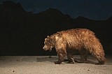 Chadwick to give talk on new book on Gobi grizzlies
