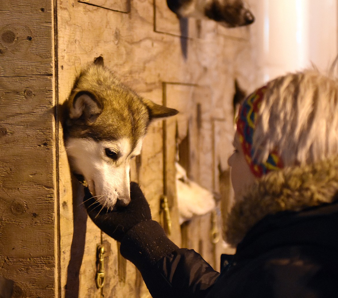 A sled dog gets a chin scratch during the Christmas Stroll Friday on Central Avenue.