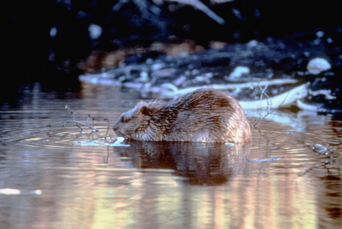 Photo courtesy of IDAHO DEPARTMENT OF FISH AND GAME 
Harvests of furbearers such as beavers, river otters and martens are regulated by the Idaho Department of Fish and Game.