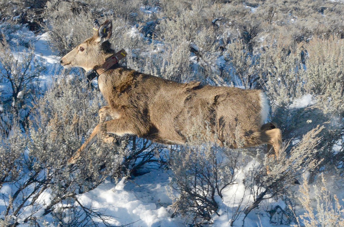 Photo courtesy of IDAHO DEPARTMENT OF FISH AND GAME 
An animal runs through the brush while sporting a radio collar placed on it for tracking by Idaho Fish and Game.