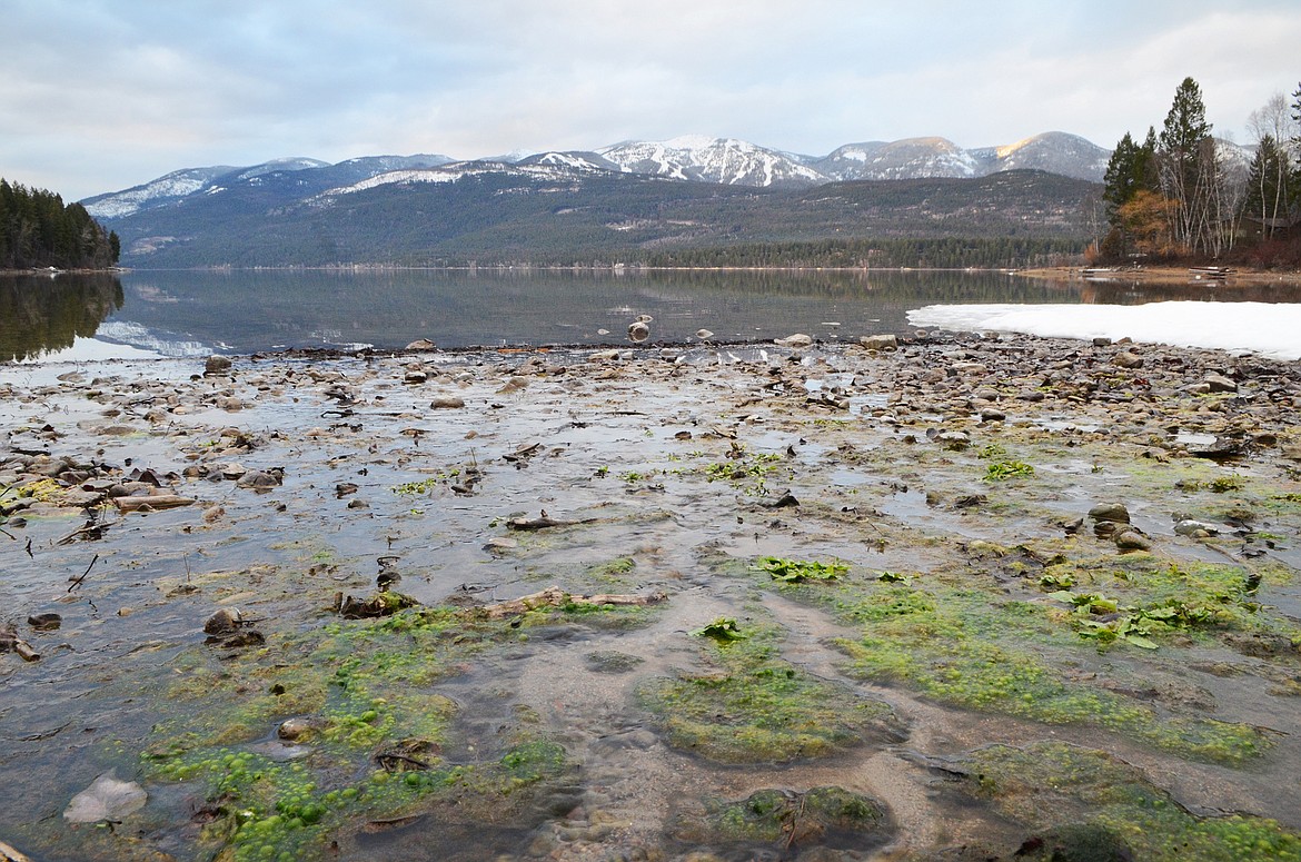 Groundwater seeps into Dog Bay at Whitefish Lake.