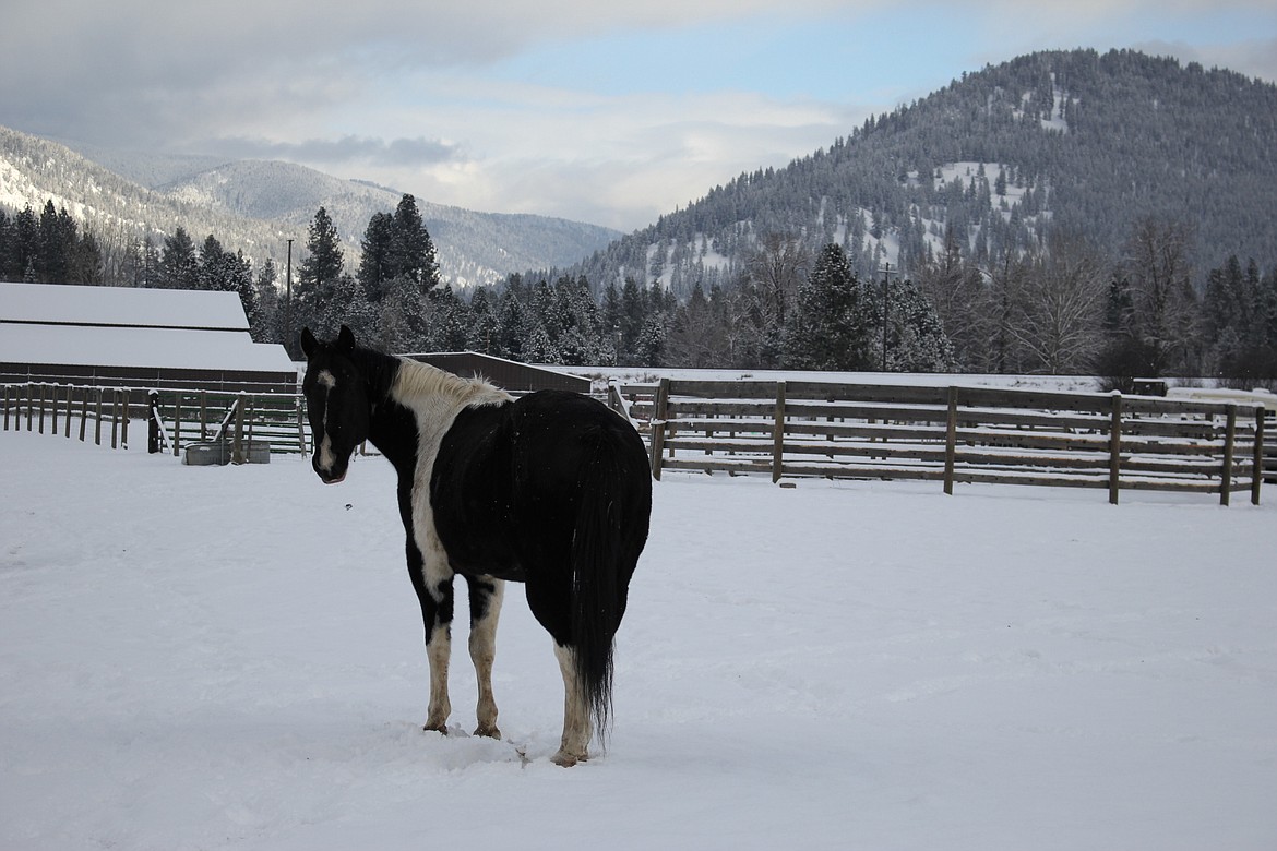 A horse in St. Regis stands in a field of new fallen snow. (Kathleen Woodford/Mineral Independent)