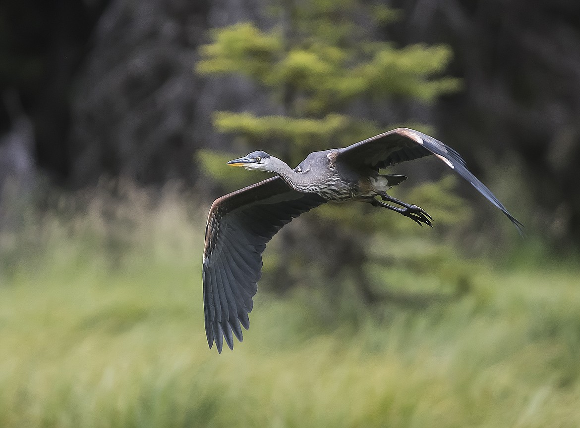 A great blue heron flies over a North Fork swamp.