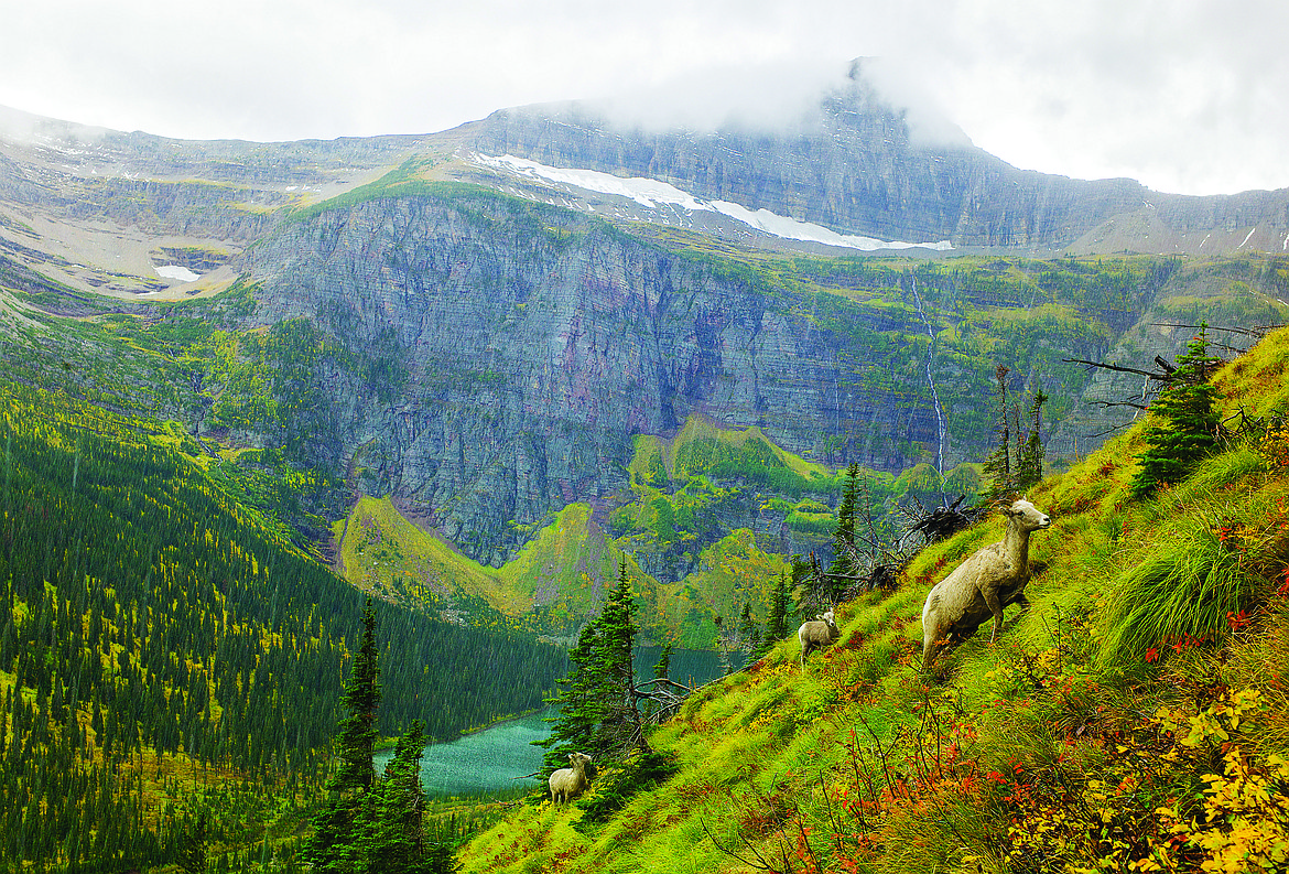 Bighorn sheep traverse the slopes below Triple Divide Pass in a rainstorm.