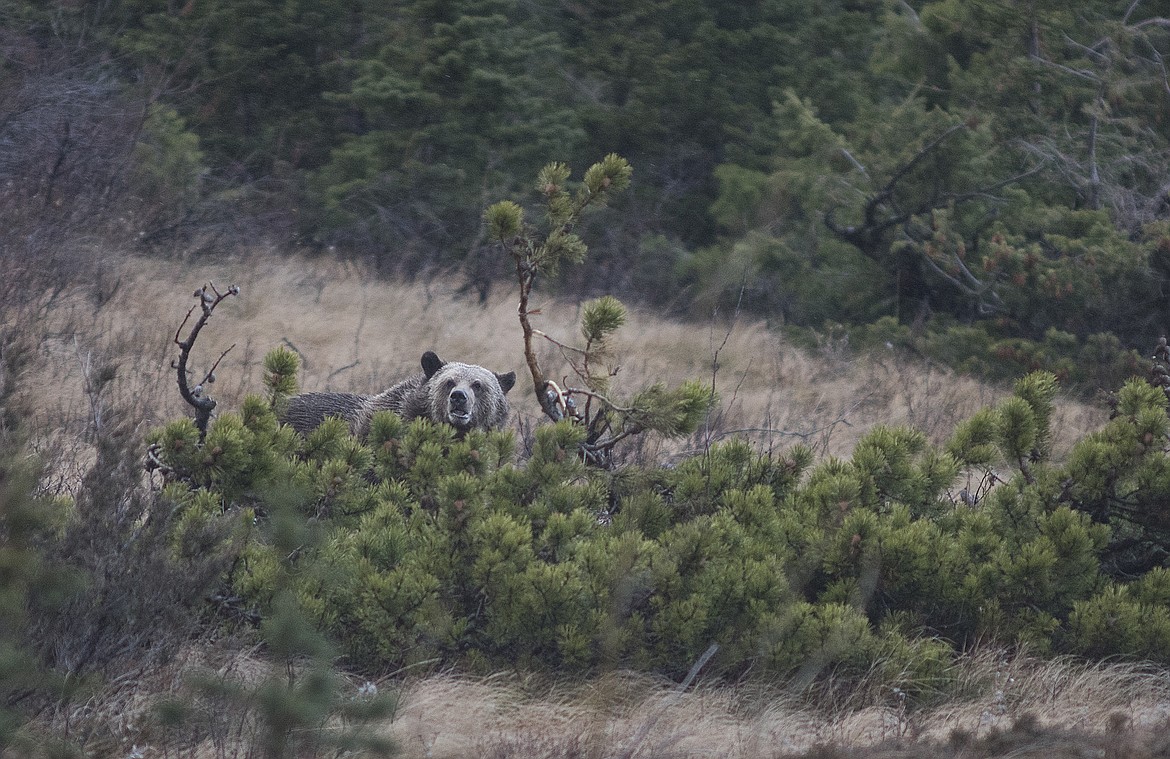 A grizzly bear peers over a hummock of Krummholz in Glacier National Park. Photo was taken with a 600 mm equivalent lens.