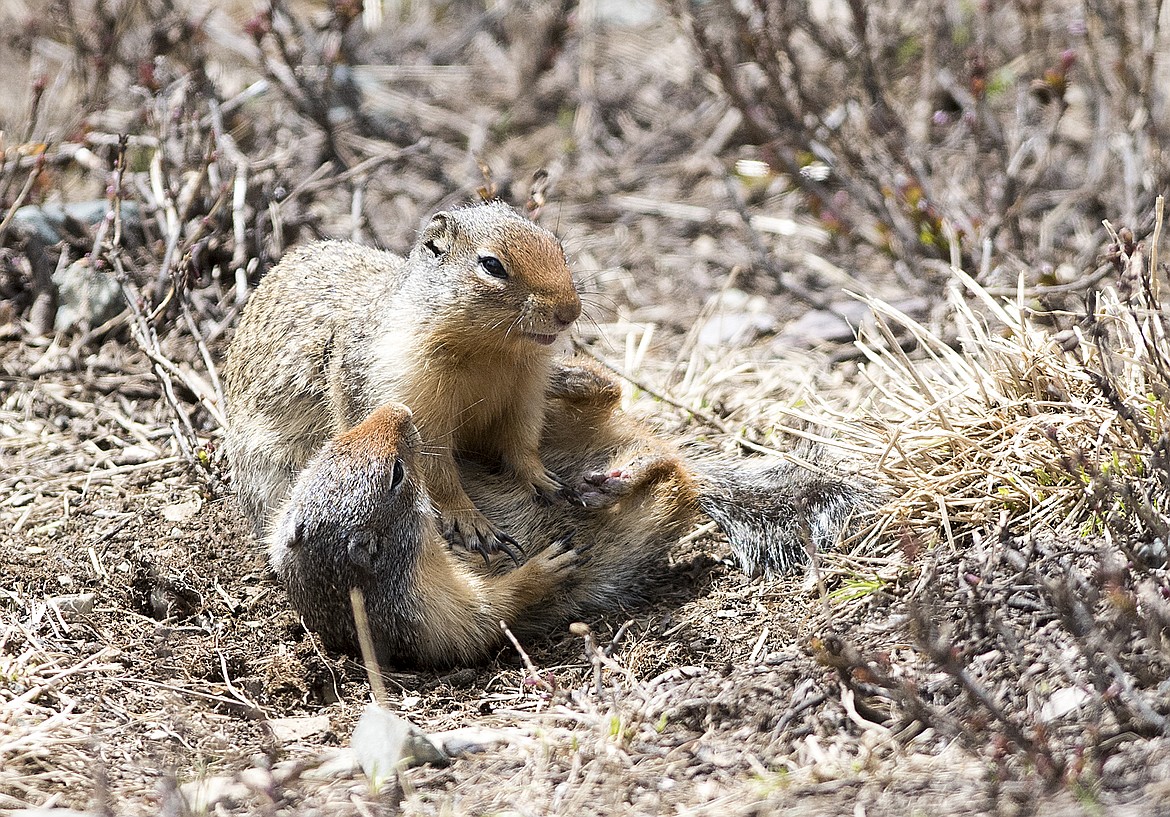 Columbian ground squirrels play in Glacier National Park near Granite Park chalet.