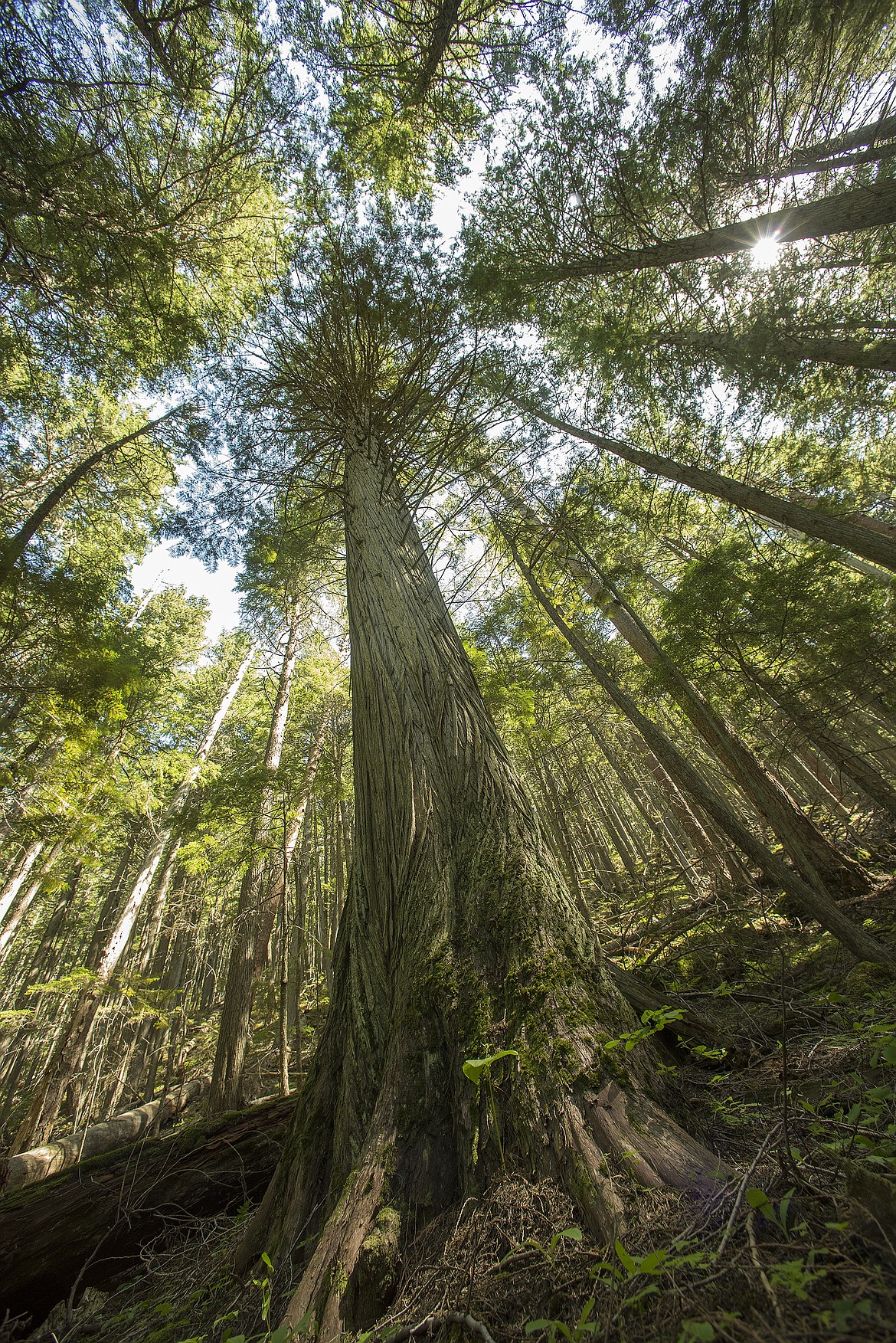 A giant western red cedar reaches skyward in Glacier National Park.