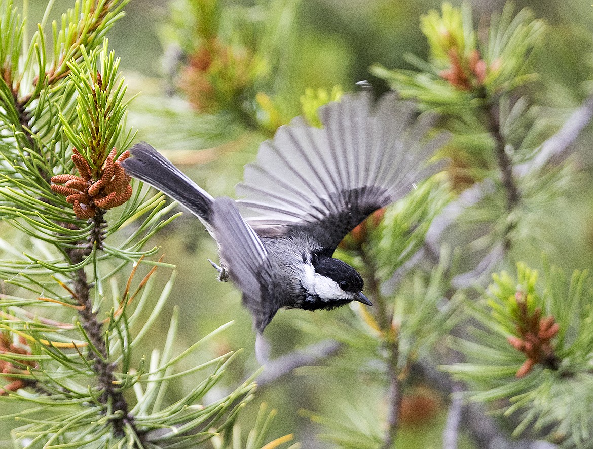 A black-capped chickadee flits from branch to branch eating insects.